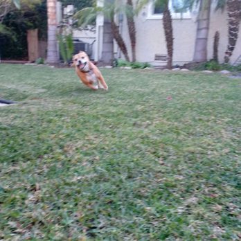 Dasher Pet Care - These action shots are - Pet Sitting Near Me