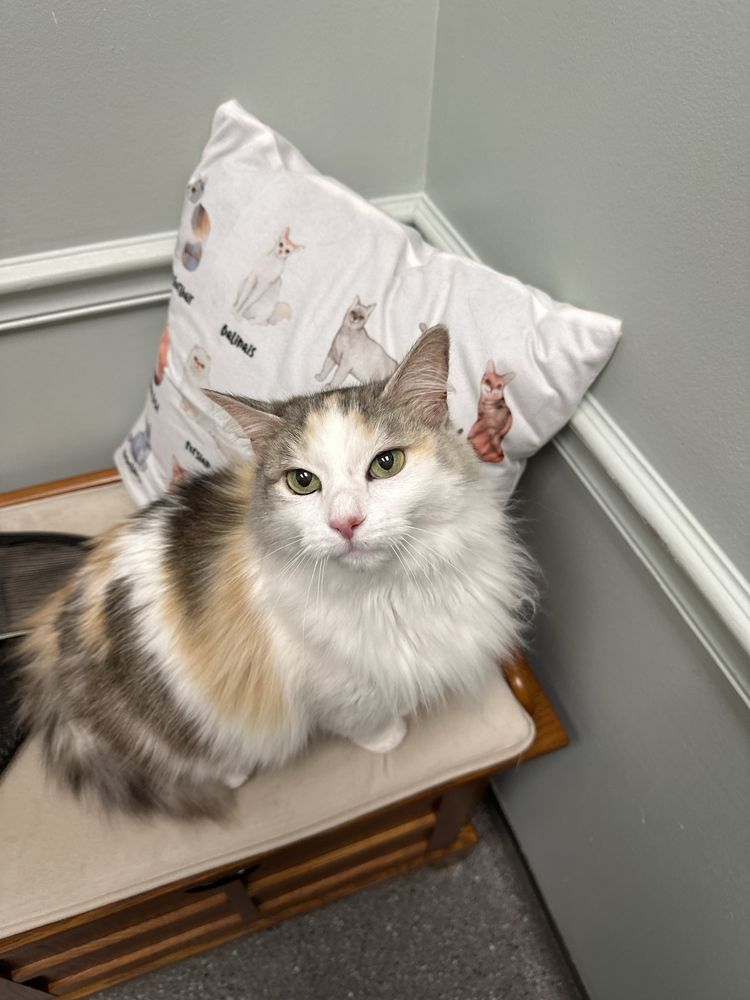 Countryside Veterinary Clinic - pet boarding facility in Richmond, VA