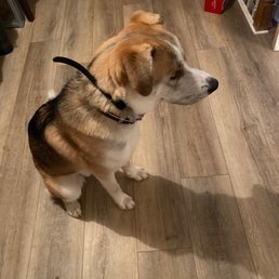 Archer the dog Archer the dog
