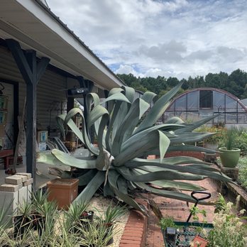 Big Bloomers Flower Farm - Nurseries & Gardening Near Me - Sanford, North Carolina Big Bloomers Flower Farm - Nurseries & Gardening Near Me - Sanford, North Carolina
