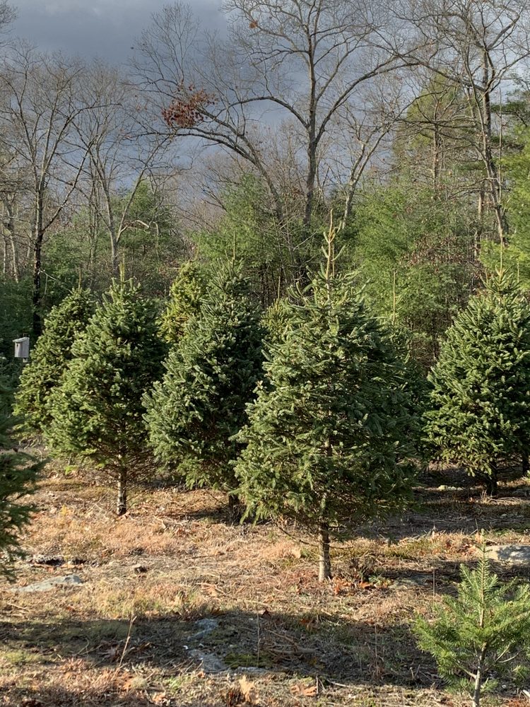 EAST PUTNAM TREE FARM Updated July 2024 12 Photos Putnam