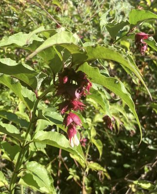 Redwoods – Whakarewarewa Forest by null