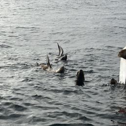 Sea lions - just being an observer on the boat is a treat if the parasail is not for you.