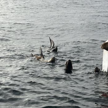 California Parasailing - Sea lions - just being an observer on the boat is a treat if the parasail is not for you. - Parasailing Near Me - Newport Beach, California