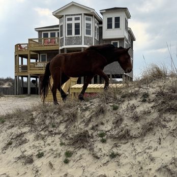 Wild Horse Adventure Tours - Tours Near Me - Corolla, North Carolina