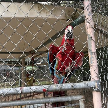 Uncle Sandy's Macaw Bird Park - Animal Shelters Near Me - Pensacola, Florida Uncle Sandy's Macaw Bird Park - Animal Shelters Near Me - Pensacola, Florida