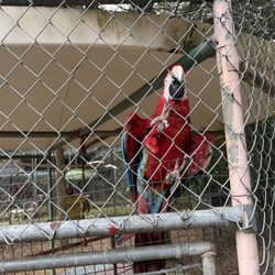 Uncle Sandy's Macaw Bird Park