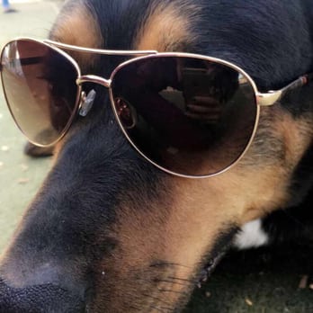 Rio Grande Triangle Dog Park - Downtown summertime vibes with Irma. - Dog Parks Near Me - Albuquerque, New Mexico