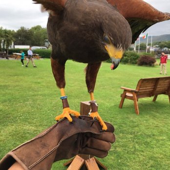 Dingle's Falconry Experience - Tours Near Me - Dingle, Kentucky