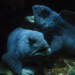 SeaQuarium