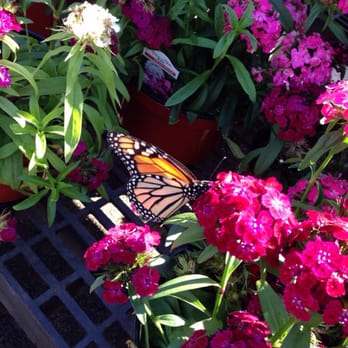 Houston Garden Centers - Nurseries & Gardening Near Me - Conroe, Texas Houston Garden Centers - Nurseries & Gardening Near Me - Conroe, Texas