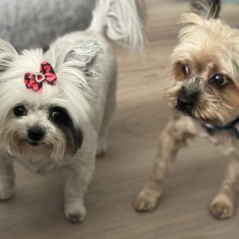 MVP Dog Grooming & Boarding  - Pet Groomers Near Me - Anaheim, California