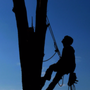 Photo of Dereks Tree Service