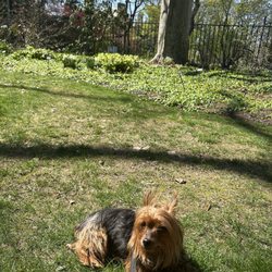 Arboretum at the Barnes Foundation - My pup  hanging out in the grass