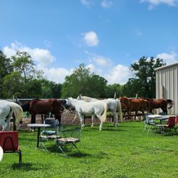 Echo Valley Arabians
