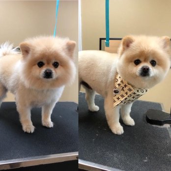 TLC Mobile Grooming - CUTIE! - Pet Groomers Near Me TLC Mobile Grooming - CUTIE! - Pet Groomers Near Me