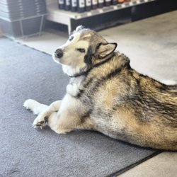 Whiskey Wolf Liquor - Duke is the king of the store! Come in and say hello!