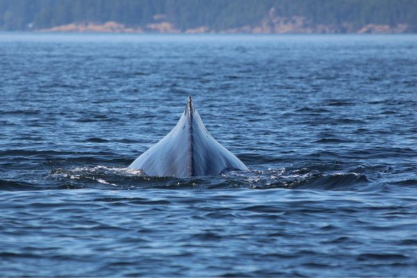 Western Prince Whale Watching Adventures by null
