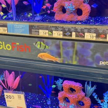 Petco - glow fish - Pet Stores Near Me - Tucson, Arizona Petco - glow fish - Pet Stores Near Me - Tucson, Arizona