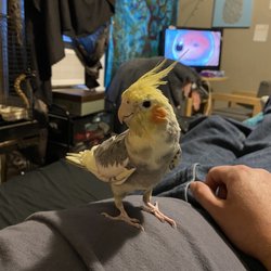 Chestnut Feedery & Pet Store - Bird