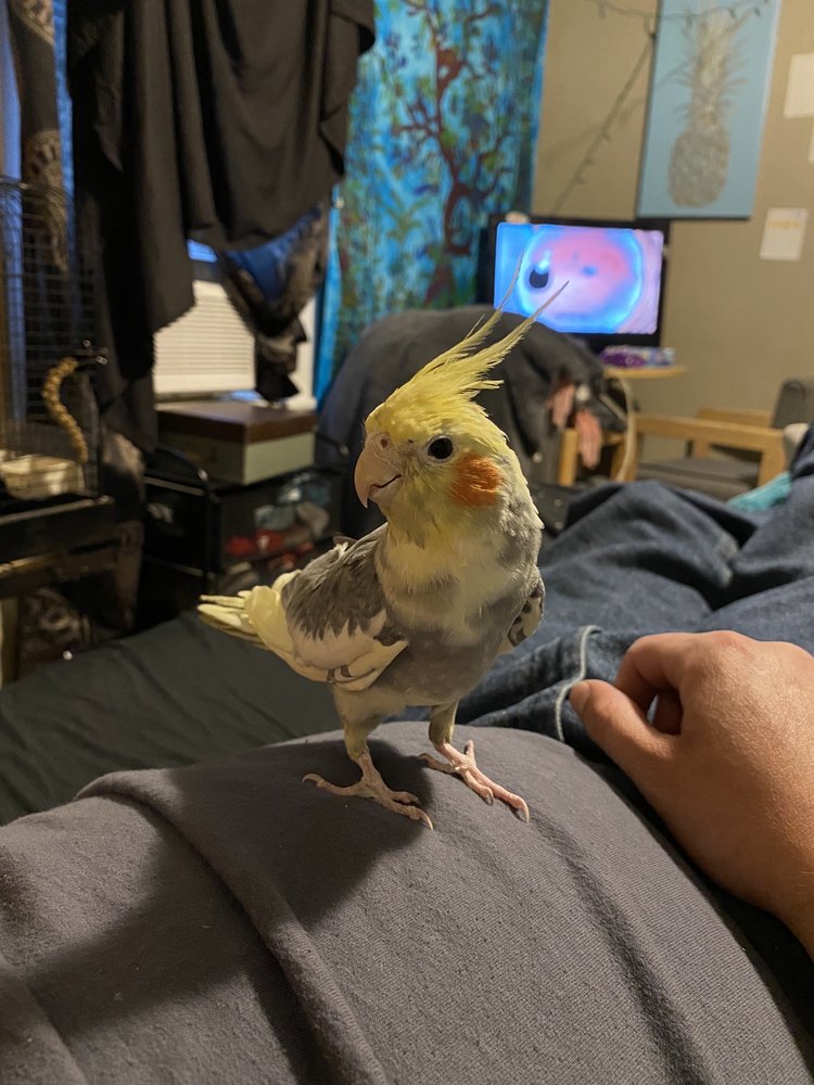 CHESTNUT FEEDERY & PET STORE Updated October 2024 115 Chestnut St, Bradford, Pennsylvania