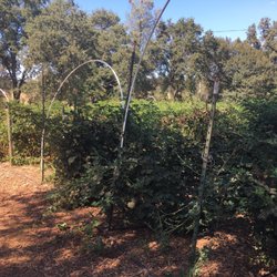 Rustic dream farmstead Aka Berry Heaven - Blackberries