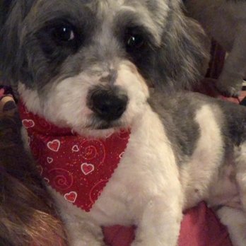 Petite Pets Daycare - Valentine's Day puppy cut. I tell them short everywhere besides ears and tail - Pet Boarding Near Me - Patchogue, New York
