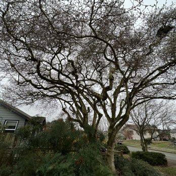 Burson Land & Tree - Tree Services Near Me Burson Land & Tree - Tree Services Near Me