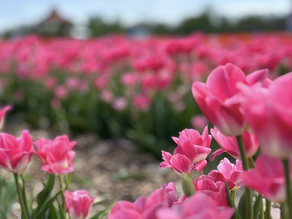 Social spots from DeBucks Family Farm