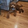 Spaw Spa Grooming