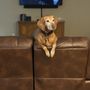 Carolina Integrative Veterinary Hospital