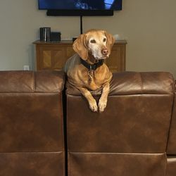 Carolina Integrative Veterinary Hospital