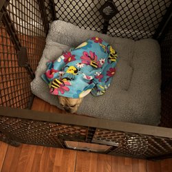 Edgewood Pet Sitter - Zio time for zzzz