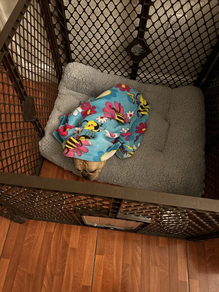 Edgewood Pet Sitter - pet boarding facility in Orlando, FL
