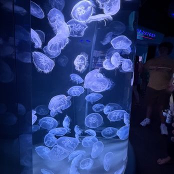 National Aquarium - Jellyfish - Aquariums Near Me - Baltimore, Maryland National Aquarium - Jellyfish - Aquariums Near Me - Baltimore, Maryland