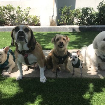 Peace Love Paws - Dog Walkers Near Me - Miami, Florida Peace Love Paws - Dog Walkers Near Me - Miami, Florida
