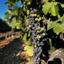 Photo of Napa Valley Wine Country Tours