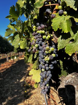 Napa Valley Wine Country Tours by null