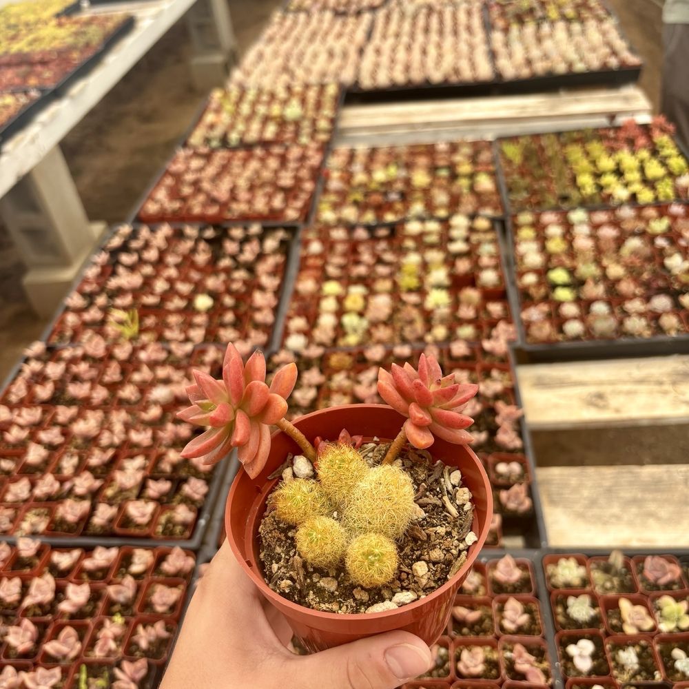 Rojas Succulents and Cacti - Nurseries & Gardening Near Me - Fallbrook, California Rojas Succulents and Cacti - Nurseries & Gardening Near Me - Fallbrook, California