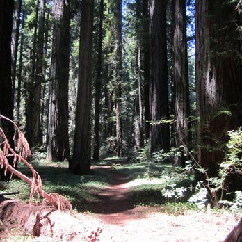 Hendy Woods State Park - Parks Near Me - Philo, California