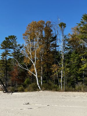 Kohler-Andrae State Park by null