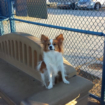 Kellogg Zaher Dog Park - Dog Parks Near Me - Las Vegas, Nevada Kellogg Zaher Dog Park - Dog Parks Near Me - Las Vegas, Nevada