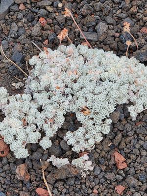 Craters of the Moon National Monument by null