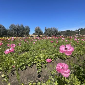 Earthbound Farm Stand - Flower field - Organic Stores Near Me - Carmel, California