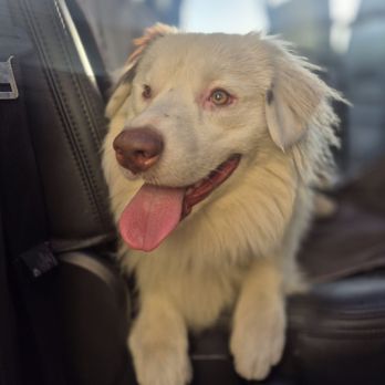 Get It Done Dog Training - The other boy after training. - Pet Training Near Me Get It Done Dog Training - The other boy after training. - Pet Training Near Me