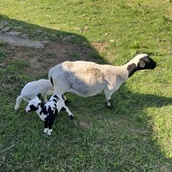 Fort Bacon Farm
