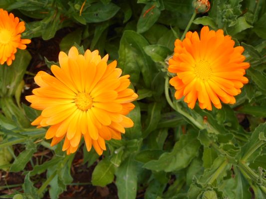 Parque de Santa Catarina by null