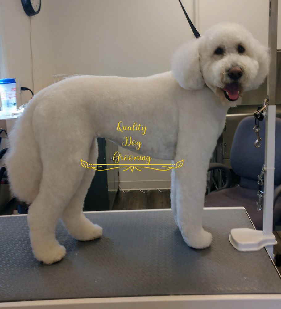 QUALITY DOG GROOMING Updated June 2024 Wilmington, Delaware Pet
