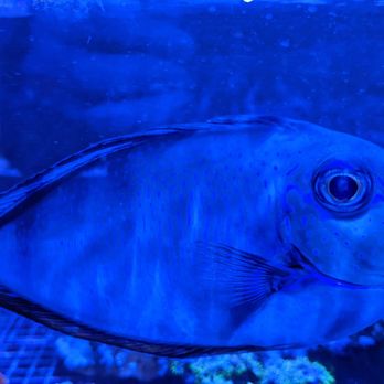 Lighthouse Aquatics - Aquarium Services Near Me - Indio, California
