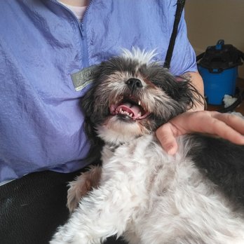Dollface Dog Grooming - Pregroom belly rubs and trust building - Pet Groomers Near Me Dollface Dog Grooming - Pregroom belly rubs and trust building - Pet Groomers Near Me